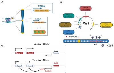 Emerging Roles of Repetitive and Repeat-Containing RNA in Nuclear and Chromatin Organization and Gene Expression